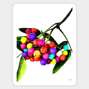 Rowan Berries Sticker